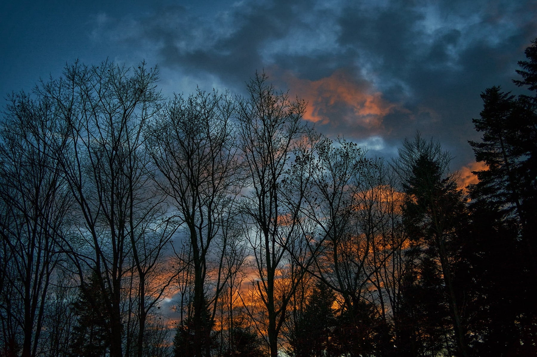 wieczorny las i niebiesko pomarańczowe niebo
